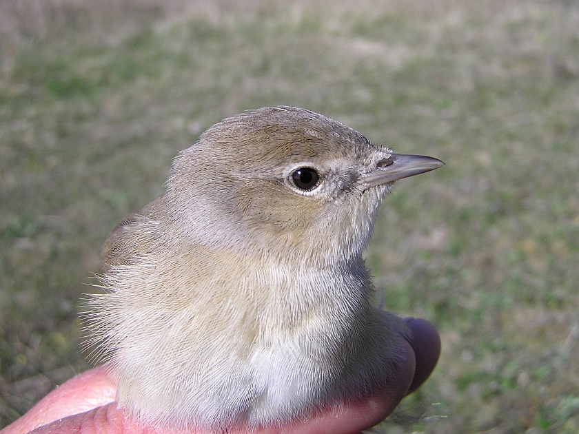 Garden Warbler, Sundre 20050514